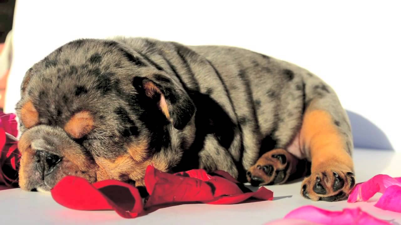 blue merle english bulldog puppies
