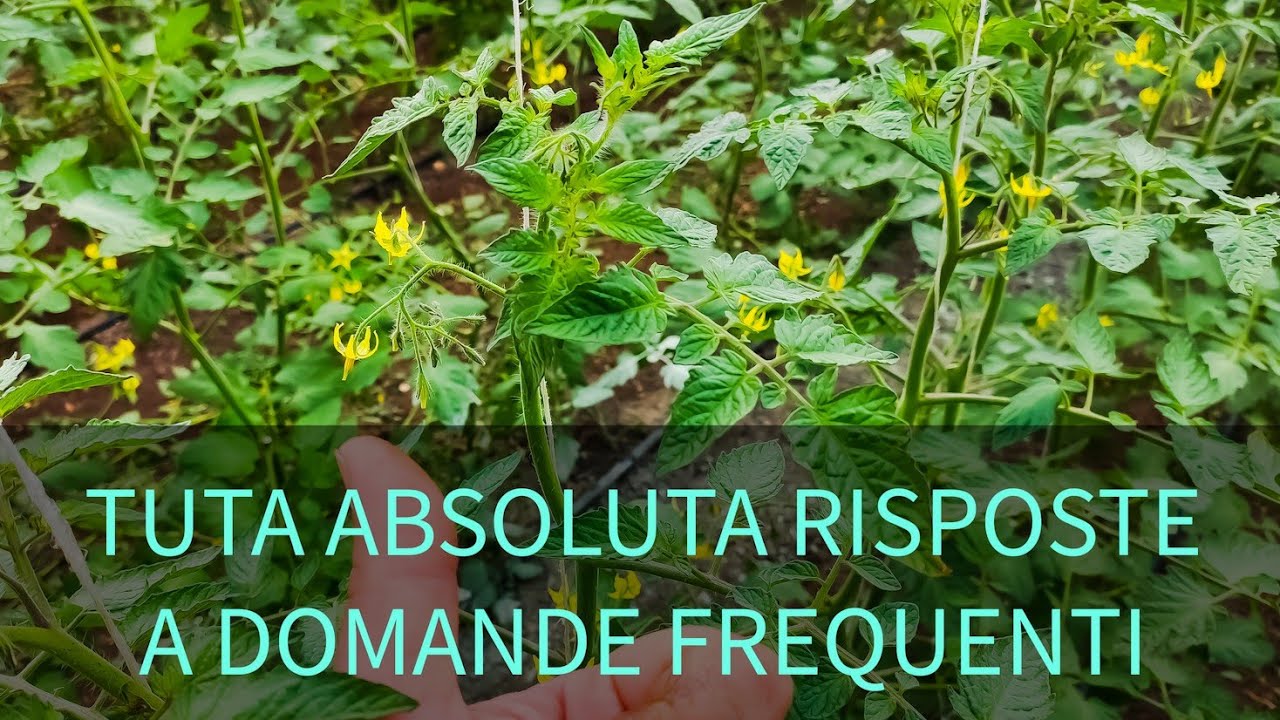 Domande frequenti sul nostro metodo di Trattamenti per la Tuta Absoluta