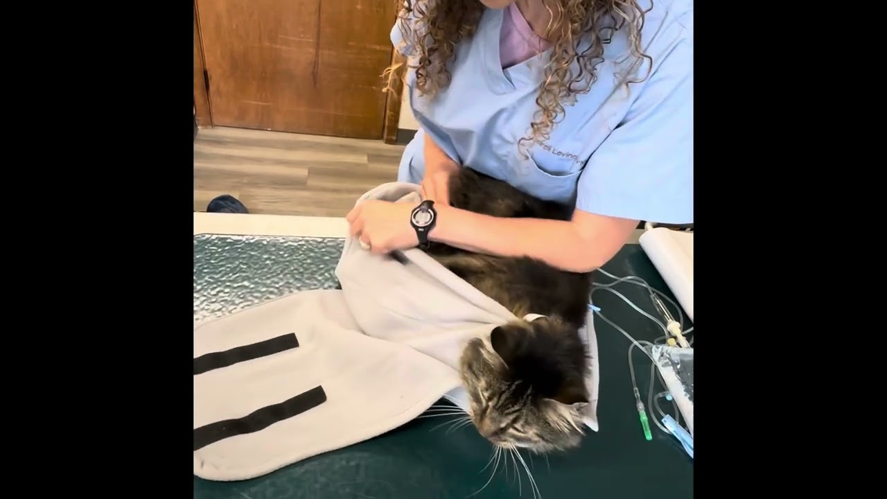 Subcutaneous fluids demo by veterinarian
