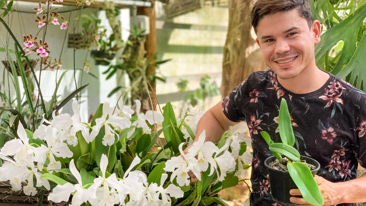 COM ESSAS DICAS A SUA ORQUÍDEA VAI FICAR GIGANTE NO VASO!!!
