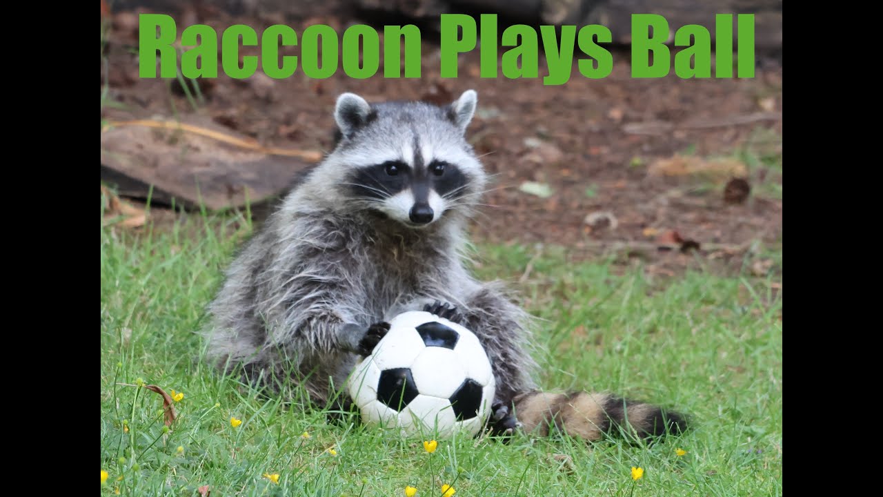 Raccoon Plays Ball