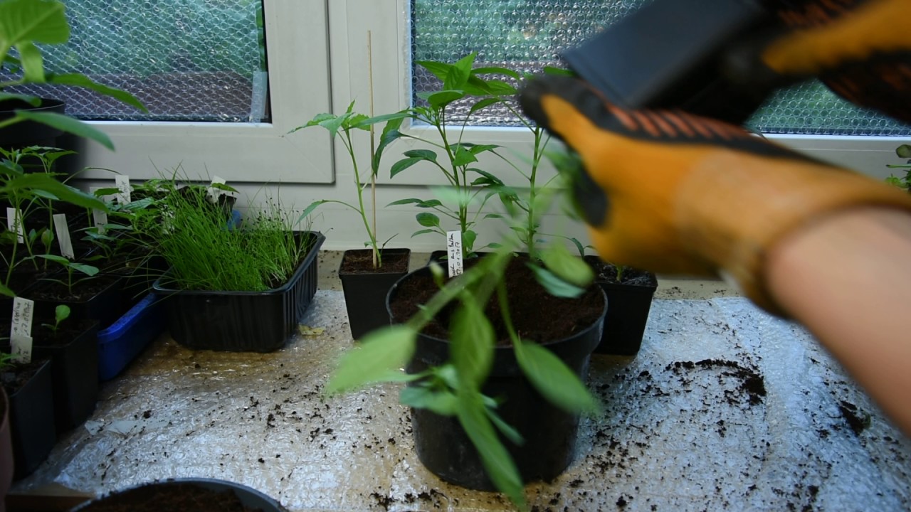 Alles über das Umtopfen von Chilis - Tipps in Video #11