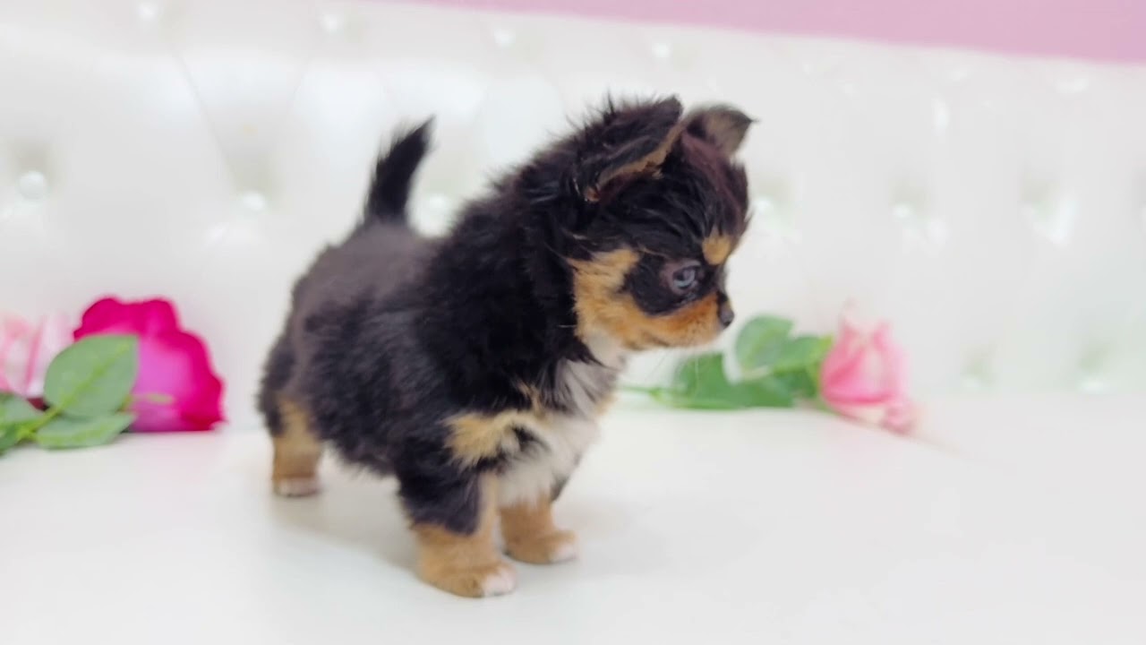 メガチ✖️プティから生まれたチワワの女の子ちゃん❤︎②