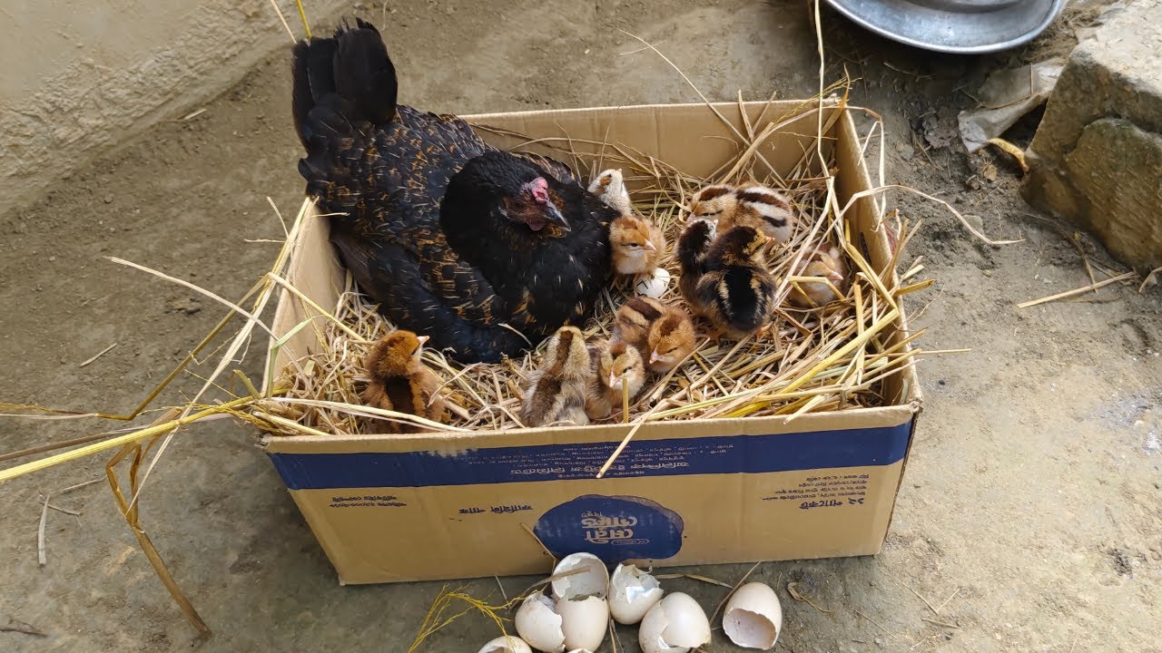 Beautiful broody hen hatching  eggs Naturally natural hen harvesting for chick