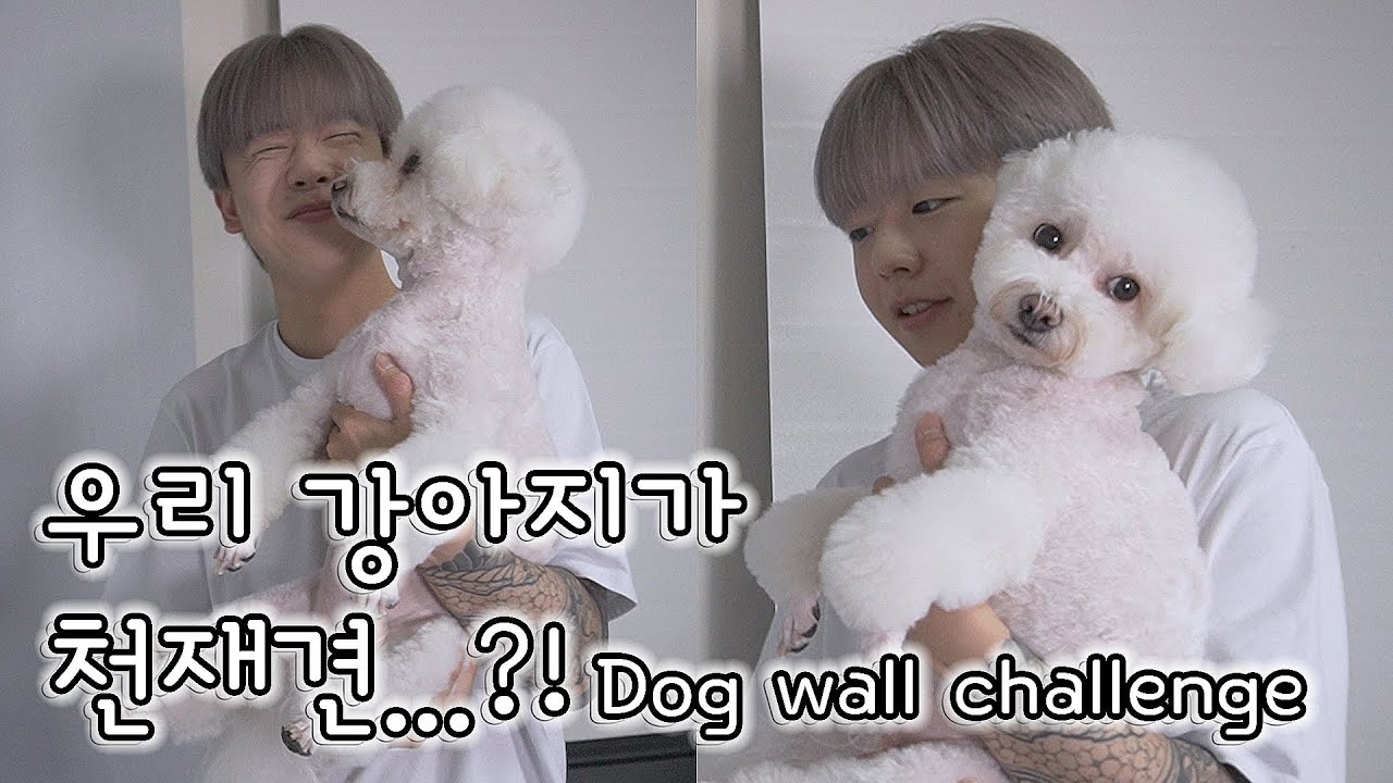 [ENG SUB] 커플이 집에서 강아지랑 짱재밌게 노는법 ᕕʕ •ₒ• ʔ୨ l 우리 강아지가 천재견이라고...?! 🐶🐶 (Dog Wall Challenge)