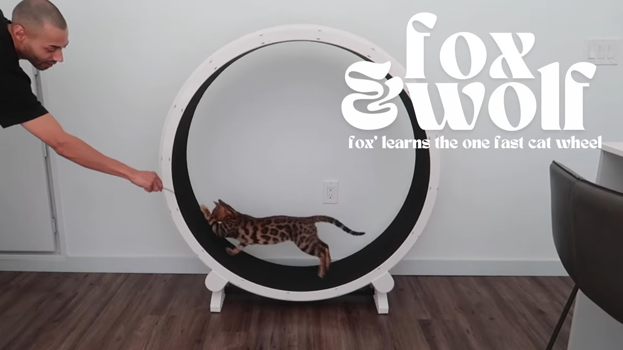 Review: One Fast Cat Wheel Gen 6 🐾🚀