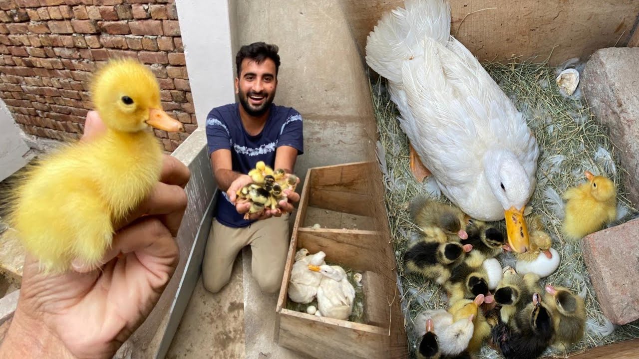 Hmari Ducks Ny Bachy Nikal Lye😍