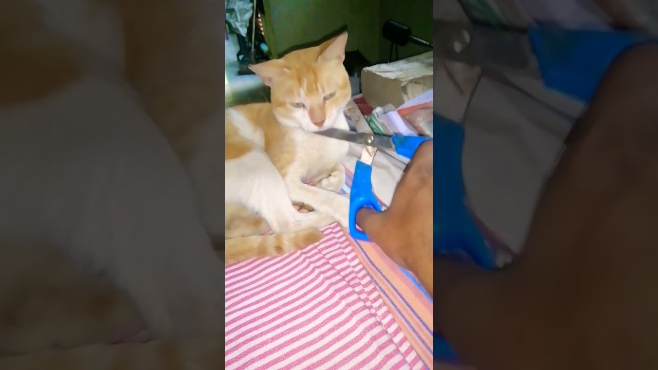 Animal also need love 😖