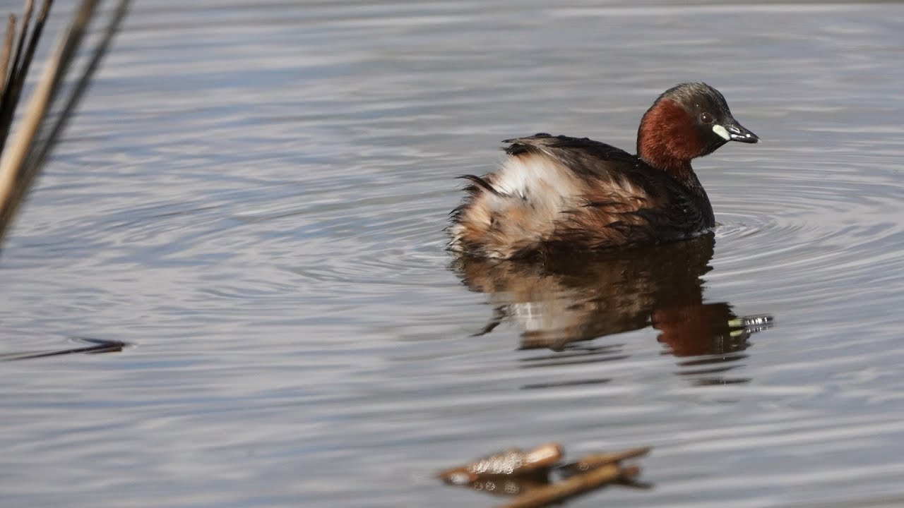 Pot&aacute;pka mal&aacute; (Tachybaptus ruficollis)