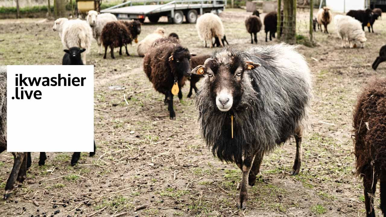 Ouessant schapen van Patrick Vermeire - ikwashier.live op De Zwalmhoeve - sfeerbeeld bij interview
