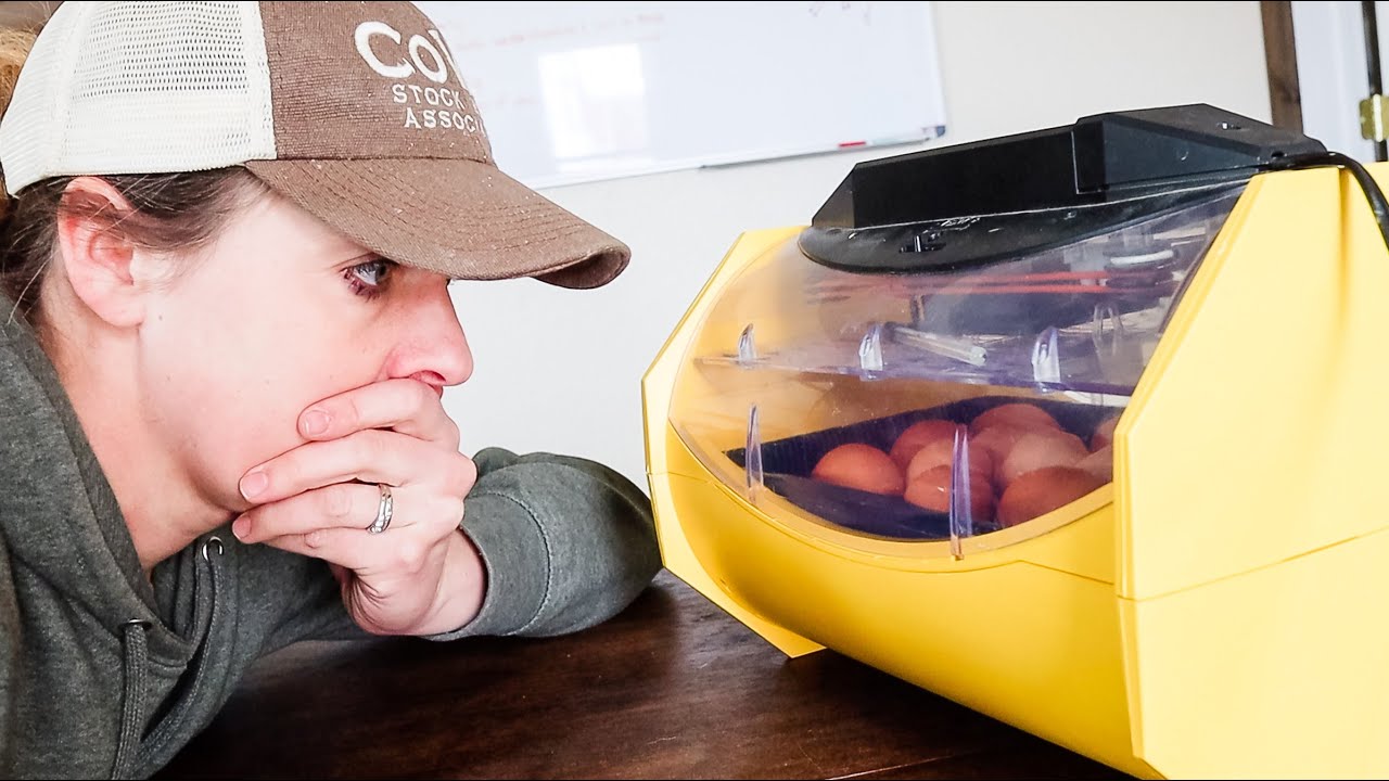 Our Chick Hatching Went Terribly Wrong...