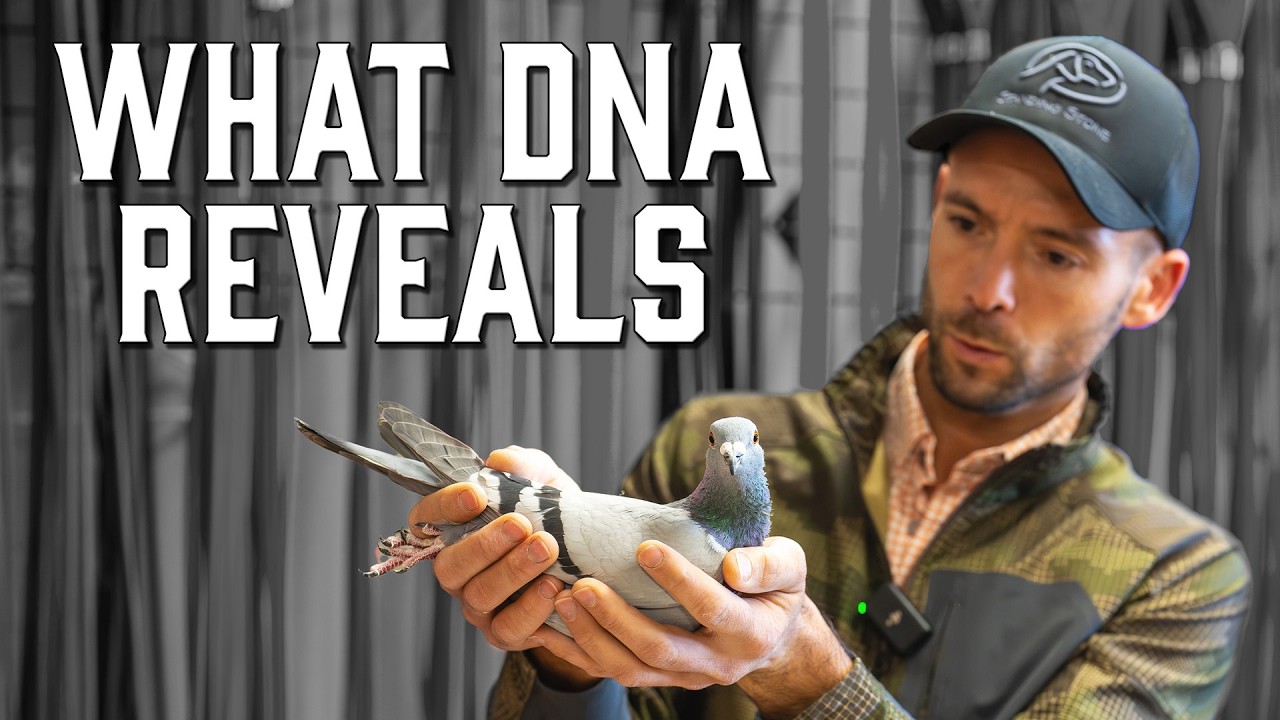 Should You DNA Test Your Pigeons?
