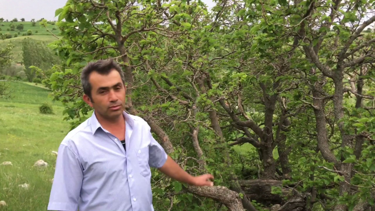 Zekeriya Köyü FINDIKLAR AİLESİ