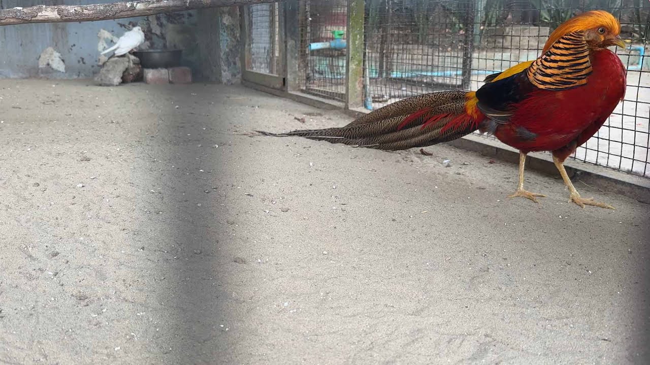 Visiting Yangon Zoo #zoo 🦢🐪🦌🐇🐘🐩🐒
