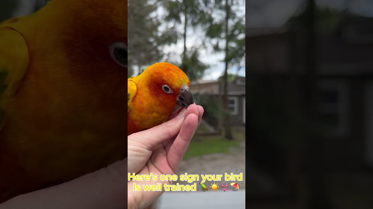 Can your bird do this? #birds #birblife #parrot #birdmum #birbworld #lovingbirds