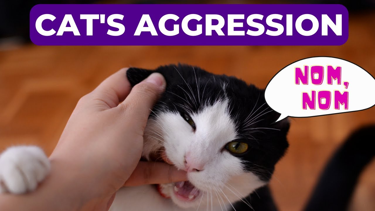 Explaining cat aggression. Why it’s happened