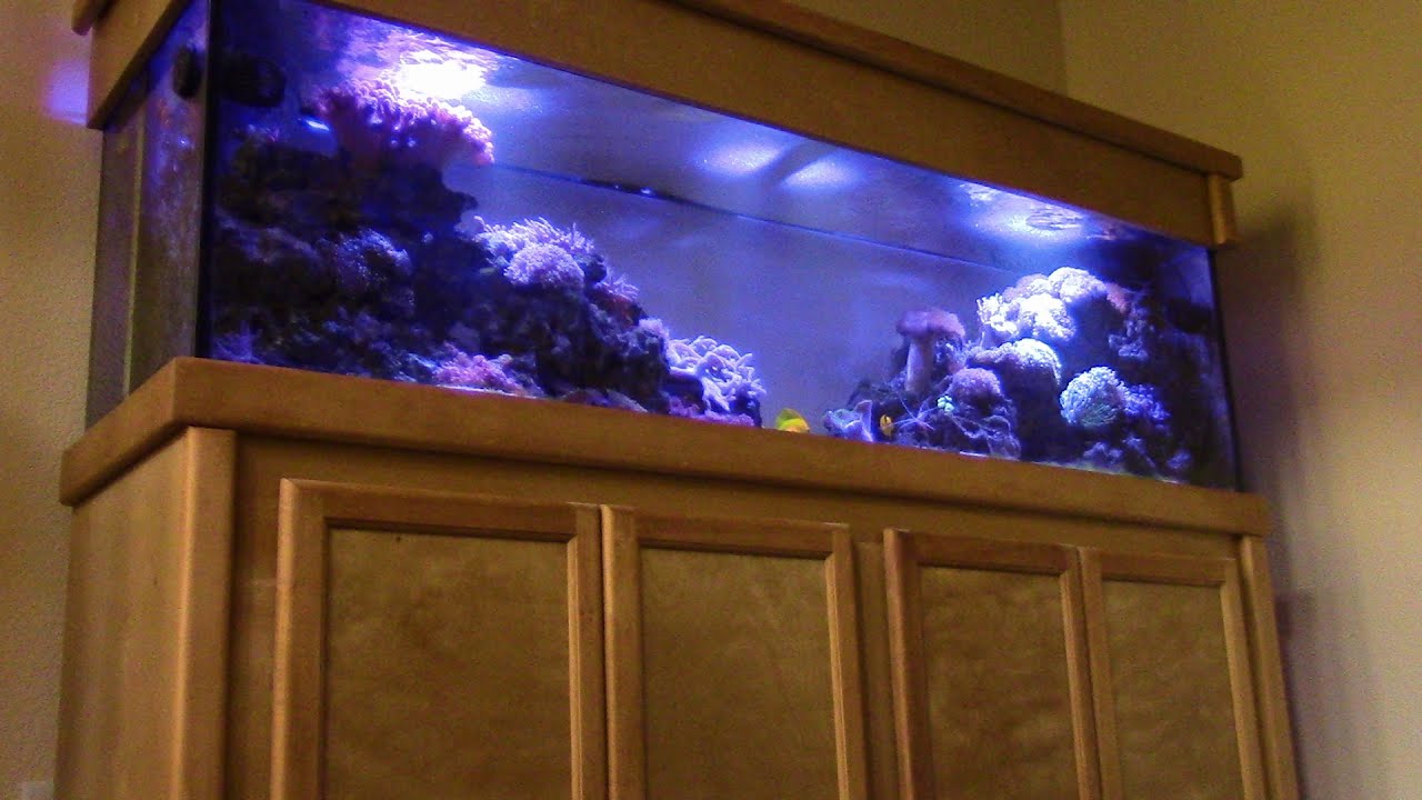 BEAUTIFUL REEF TANK NO PROTEIN SKIMMER!! PART 2 UPDATE!! MIRACLE MUD SALTWATER  AQUARIUM CORAL REEF