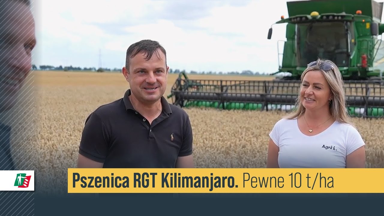 Pszenica RGT Kilimanjaro 🌾💪 Pewne 10t/ha relacja żniwa #żniwa #pszenica