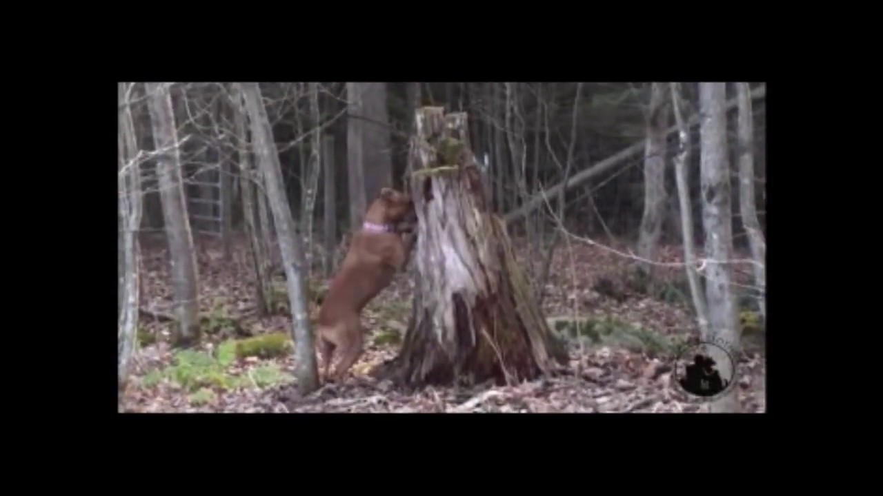Really Real Relaxation Video Clip - DTB1557