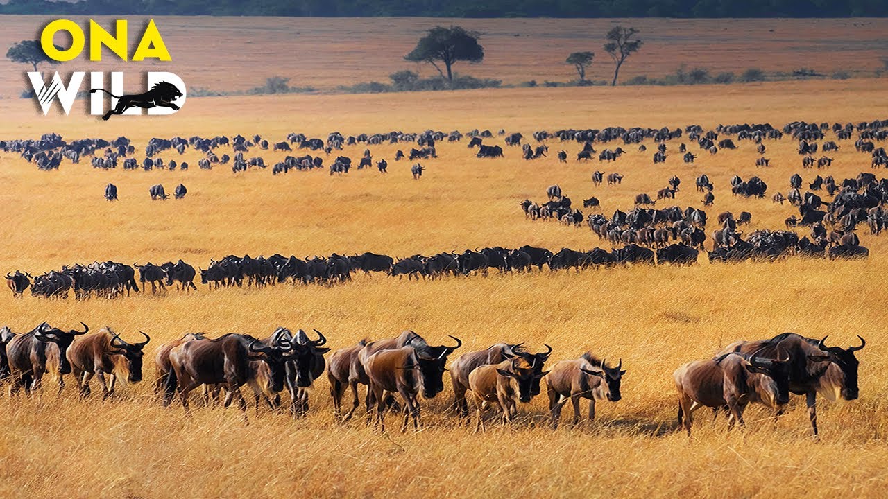 ANIMAIS SELVAGENS | As Migrações Secretas da Savana Africana | 