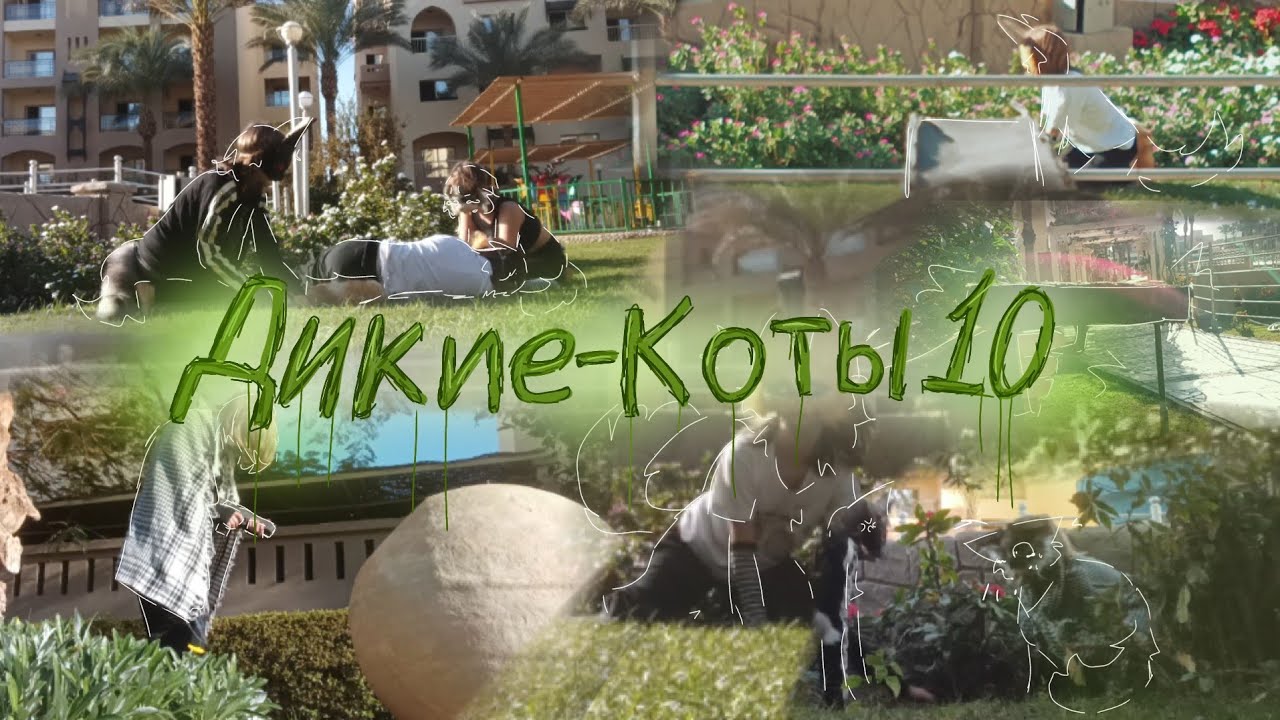 🌿☘️.... Дикие-Коты 10 часть ! Сериала фильма... Что случиться?🌿☘️