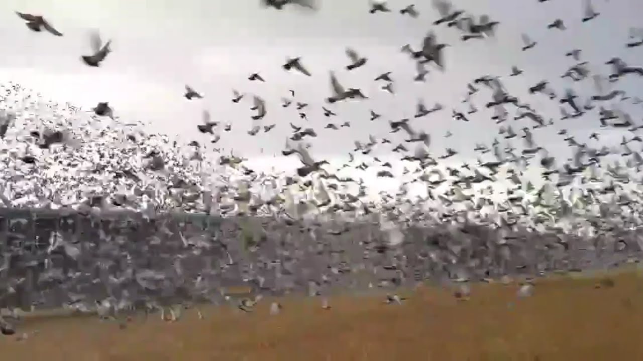 MILLIONS OF RACING PIGEON RELEASE IN PORTUGAL