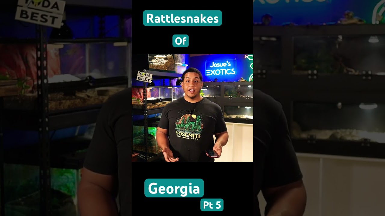 Georgia's Top 3 Most VENOMOUS Rattlesnake Species Revealed Pt 5 #rattlesnake #pitvipers