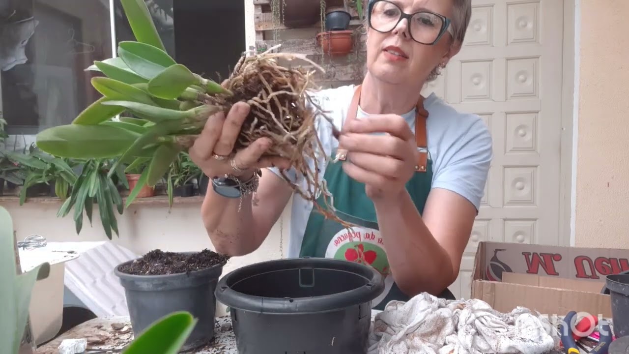 Como plantar a cattleya bowringiana no vaso plástico.