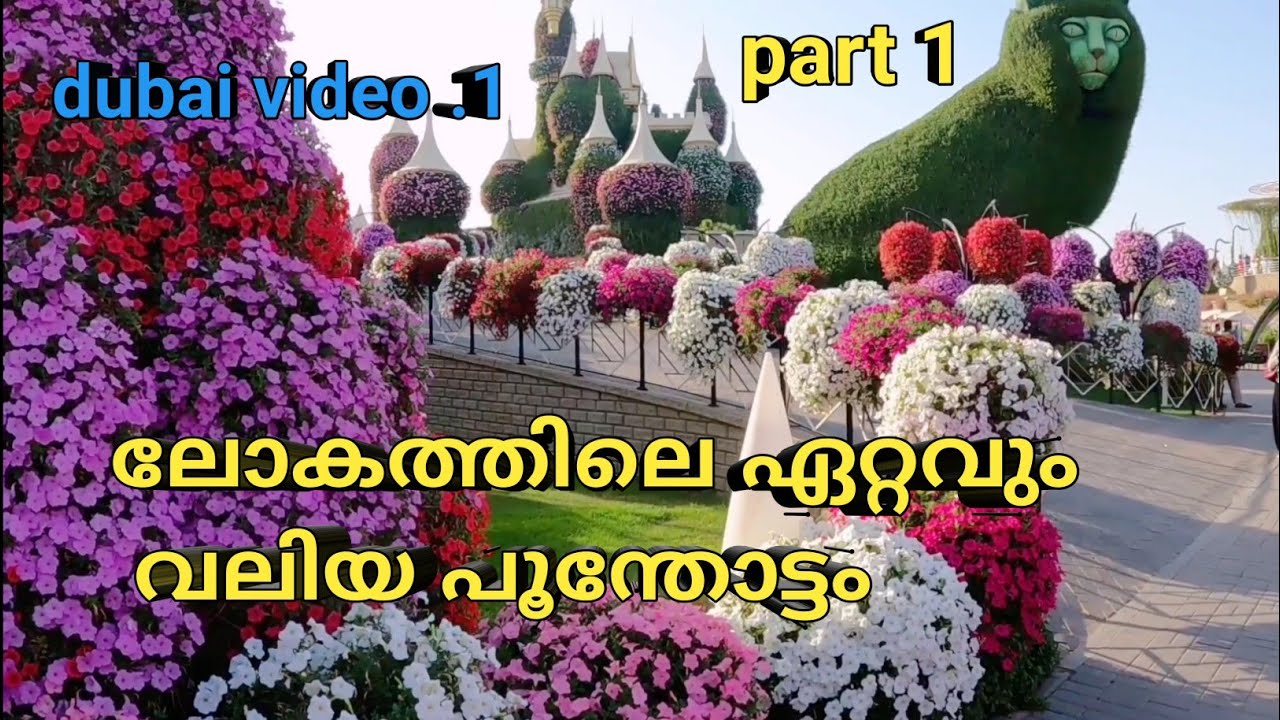 Dubai Miracle Garden { ലോകത്തിലെ ഏറ്റവും വലിയ പൂന്തോട്ടം}