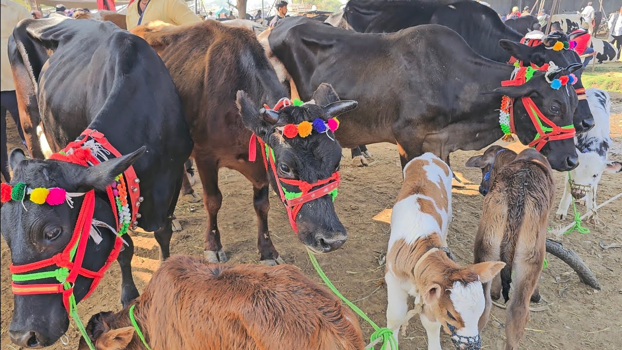 गीर गाय साहीवाल एचएफ जर्सी सभी नस्ल की गाय खरीदे यहां से कम दाम में depalpur pashu mandi