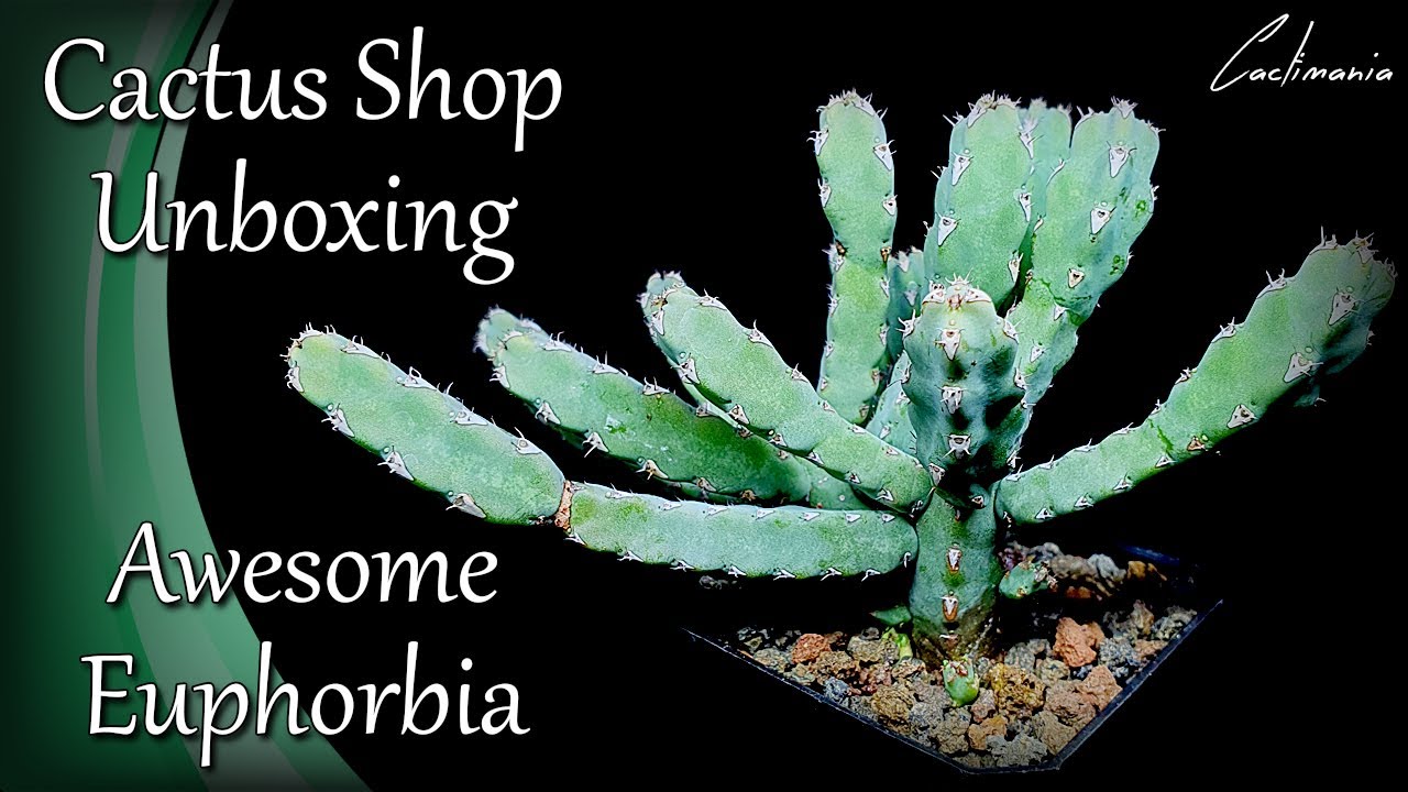 Cactus & Succulent Unboxing | Aloe | Euphorbia | Notocactus