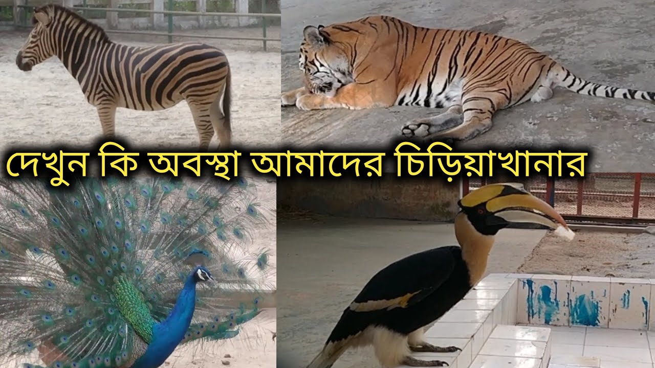 বাংলাদেশ জাতীয় চিড়িয়াখানা | Bangladesh National Zoo All Animals | Dhaka Mirpur Zoo