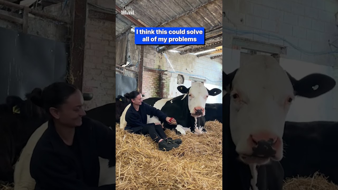 Who needs therapy when you can cuddle cows