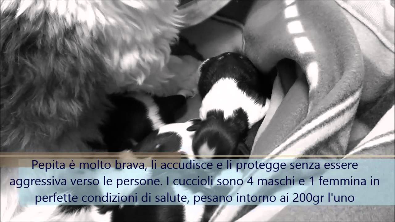 Gravidanza nel cane