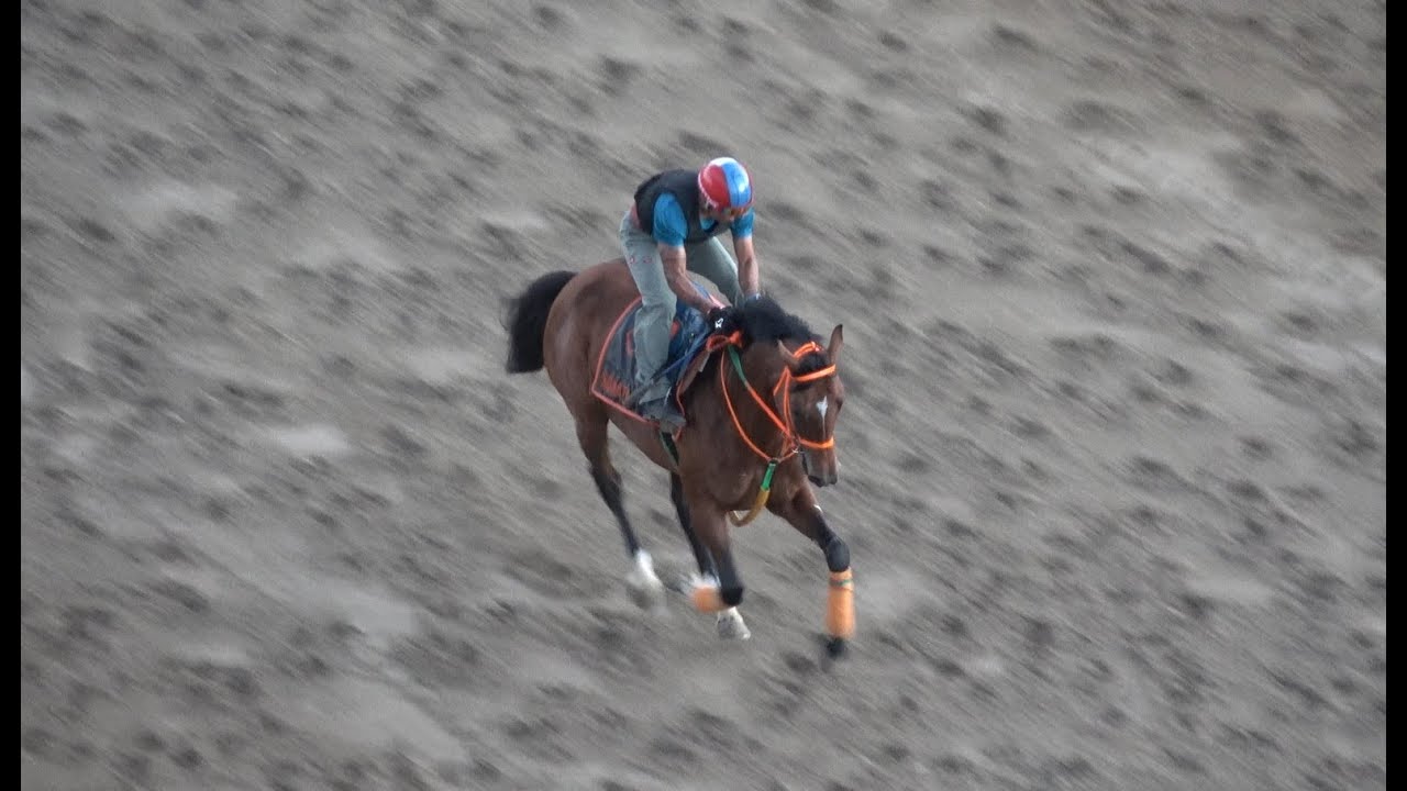 COMISIONADO - Galope - 16 Diciembre 2025