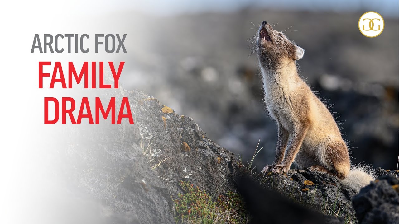 PHOTOGRAPHING ARCTIC FOX FAMILY DRAMA