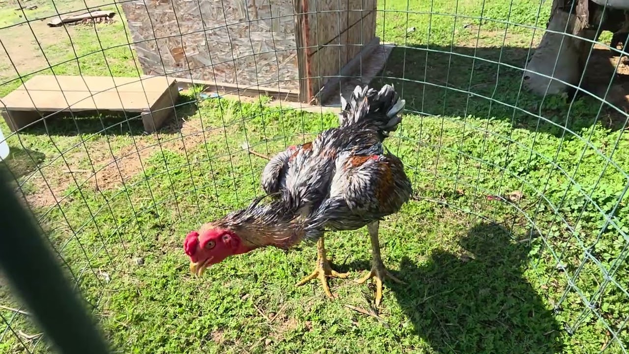 Qaib VP....  Noob qaib VP 