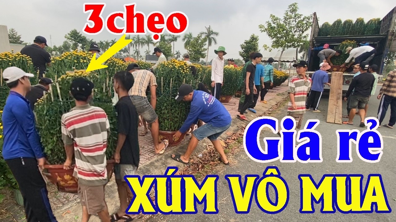 Tưng Bừng Làng Hoa Tết / SỐC giá Vạn Thọ HƠN 100K 1 Cặp Chậu Lớn | Góc Miền Tây #581