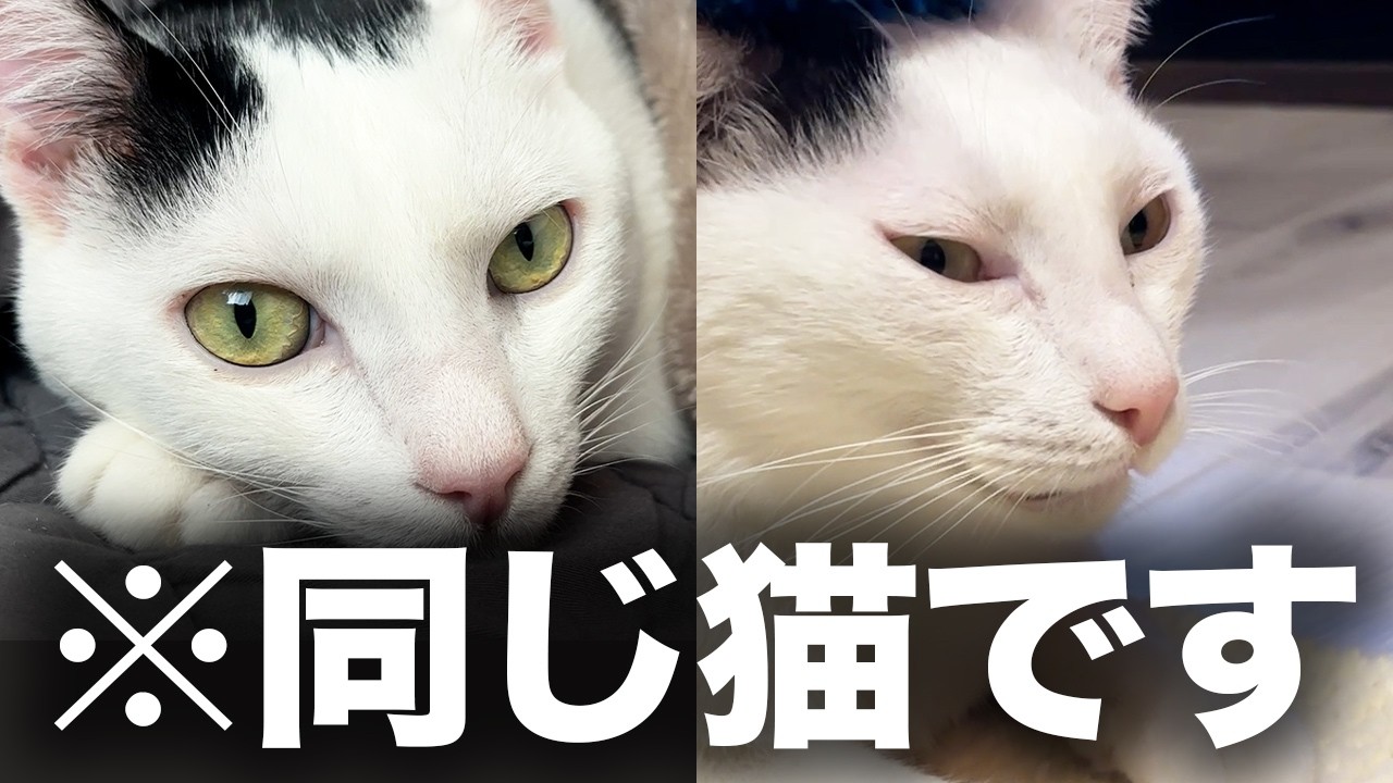 うちの猫、とろけるような変顔のプロ