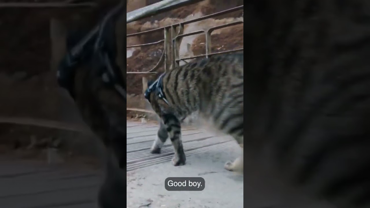 Adventure #cat exploring nature but accidentally&hellip;Watch the full video in channel~ #vlog #shorts