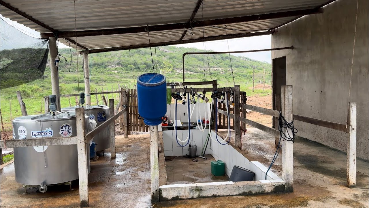 MOSTRANDO NOSSA SALA DE ORDENHA E O COMPOST #roça #roça #agricultura #pecuaria #vacasdeleite