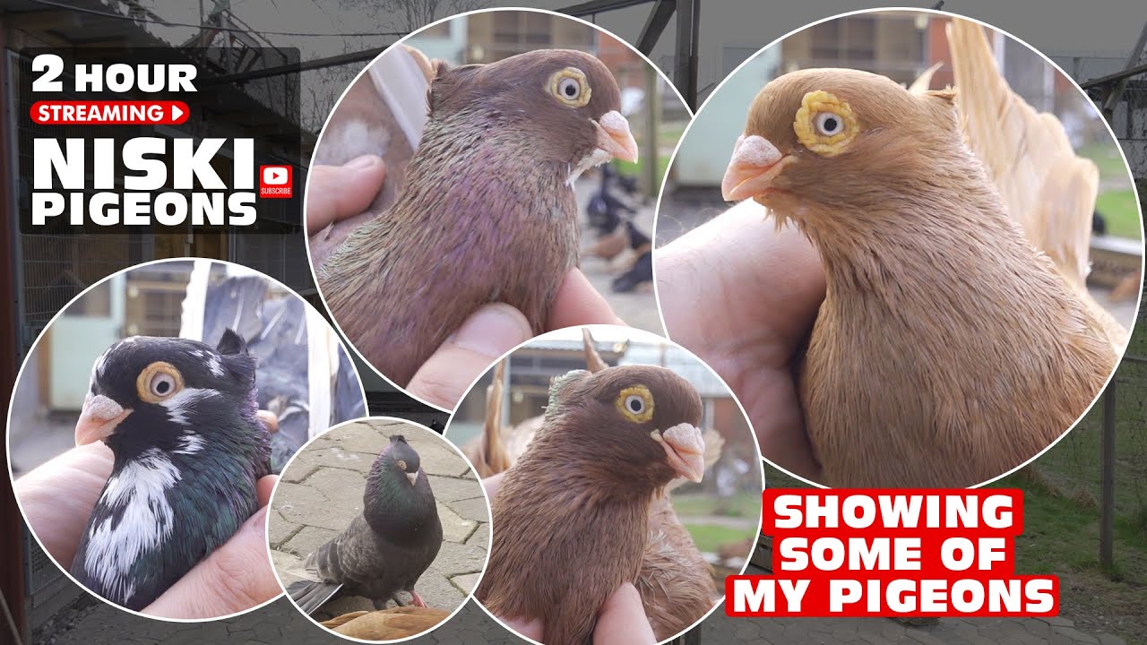Niski Highflyer Pigeons, Pllumat Shpicat, Niski Visokoletaci