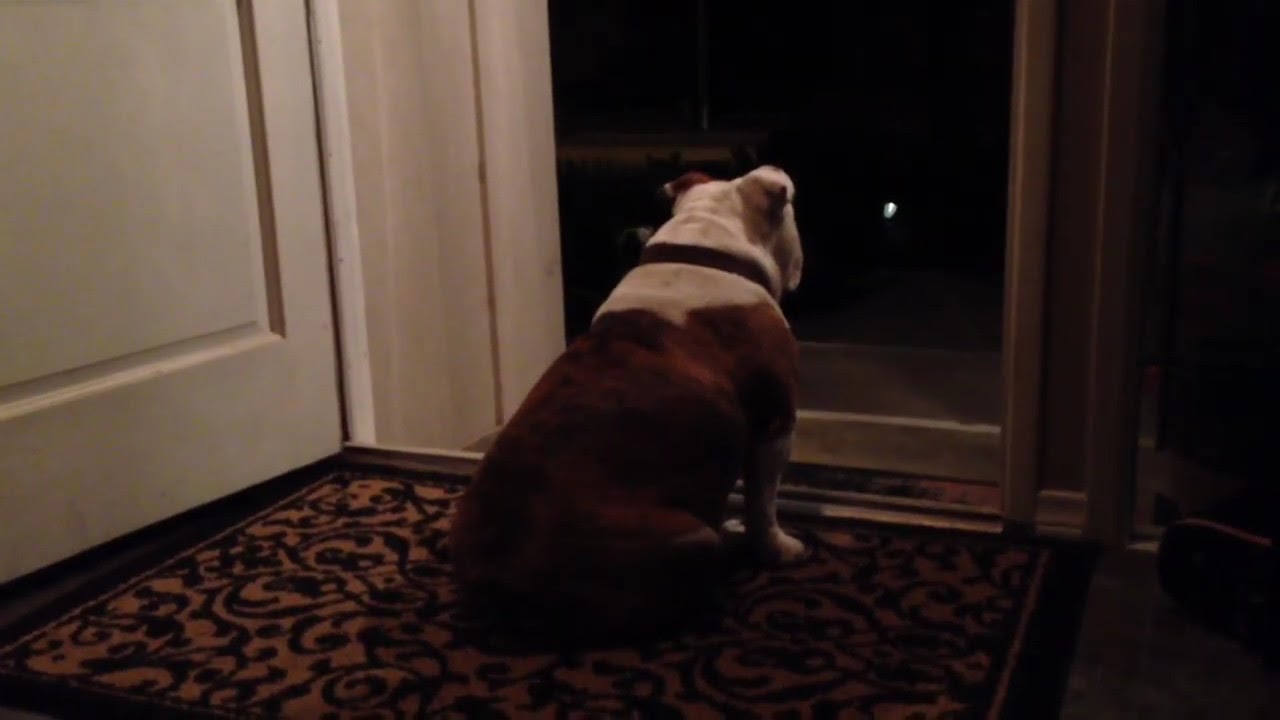 Viral Video Dog Waits For Owner