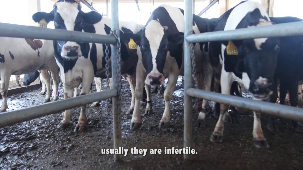 Cattle & Dairy Farming in the Tropics | ADAPTA Climate Change Adaptation Demonstration Project