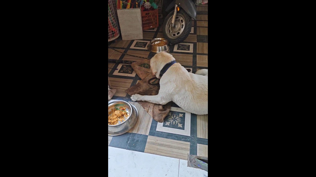 ஜோ