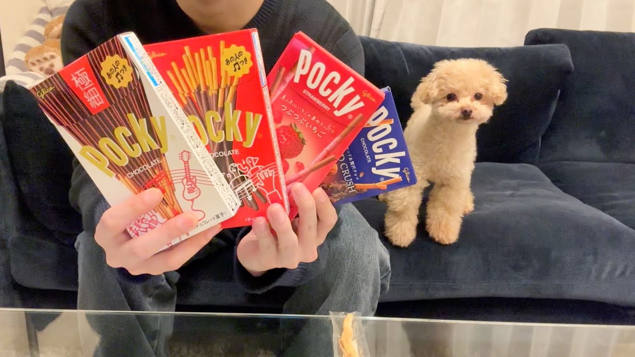 今日はポッキーの日