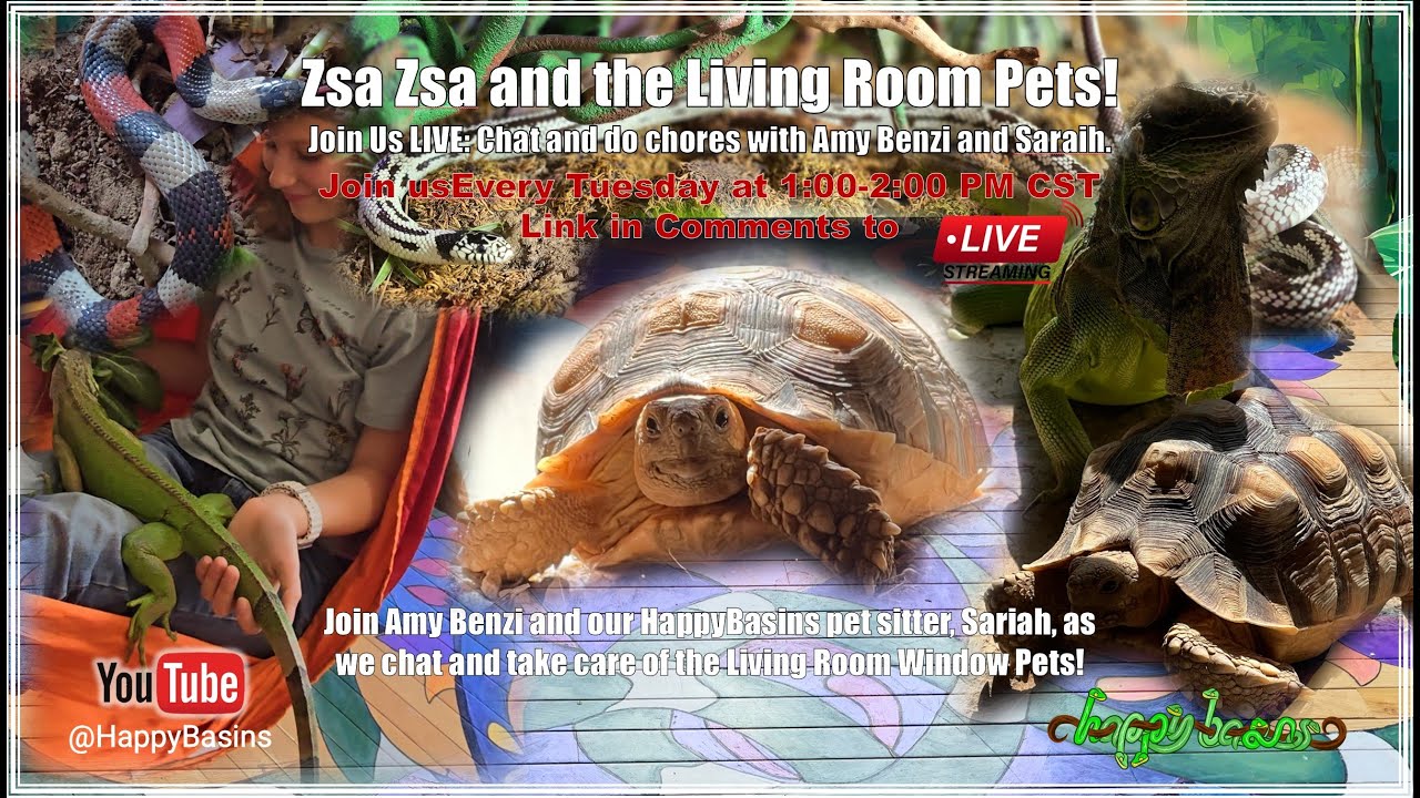 Zsa Zsa and the Living Room Pets LIVE at HappyBasins by Amy Benzi!