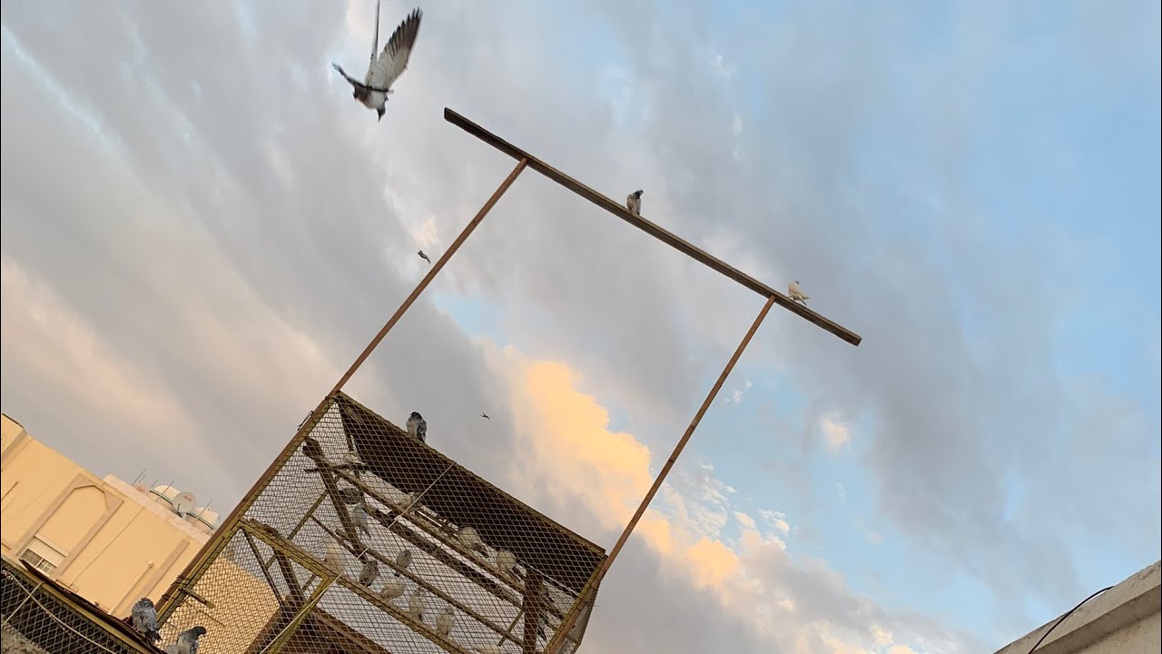 زيارة الهاوي محمد الرشيدي📸تصوير قناة/مربي الطيور ابو سعود pigeons