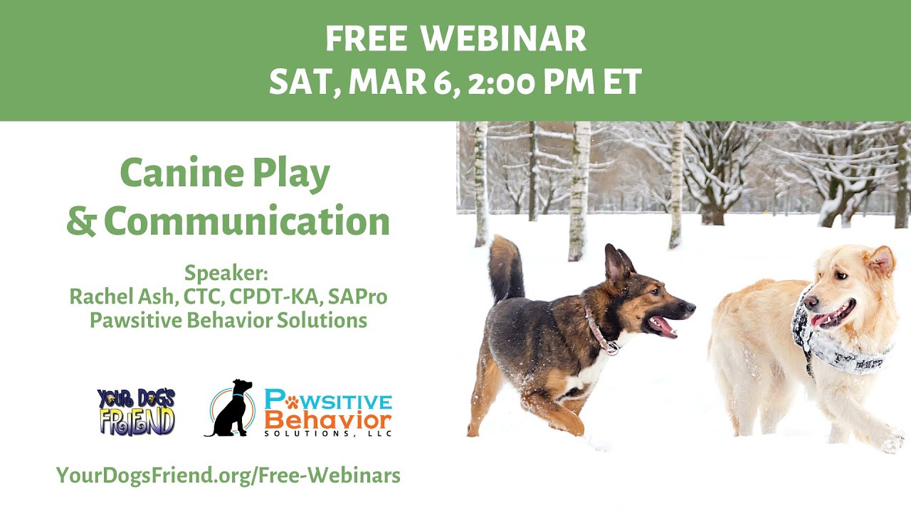 Canine Play & Communication - 3/6/21