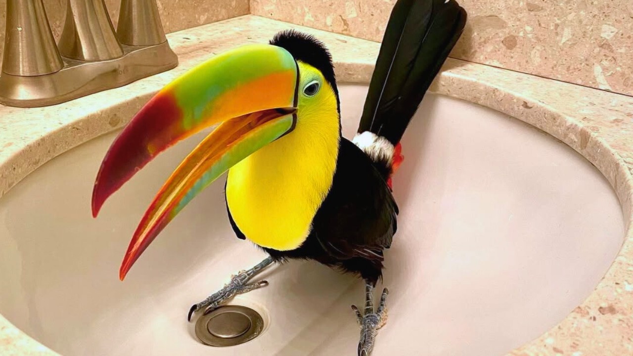 We Never Planned to Adopt a Toucan—But He Saved Our Hearts